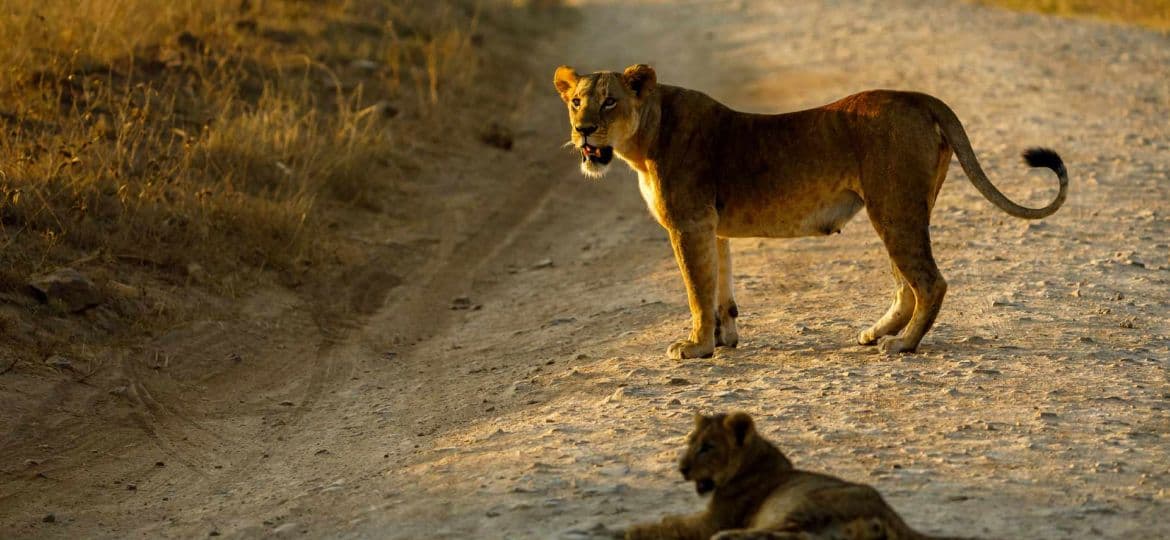 Porini Nairobi Tented Camp